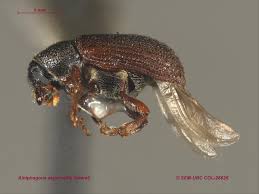 Attēlu rezultāti vaicājumam “Lycogala convexum sessile”