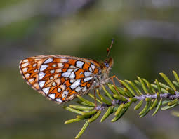 Attēlu rezultāti vaicājumam “Boloria eunomia underside”