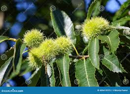 Attēlu rezultāti vaicājumam “Castanea sativa”