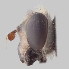 Attēlu rezultāti vaicājumam “Helophilus hybridus male”