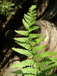 Attēlu rezultāti vaicājumam “Dryopteris filix-mas”