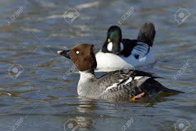 Attēlu rezultāti vaicājumam “Bucephala clangula female”