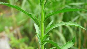 Attēlu rezultāti vaicājumam “Jacobaea paludosa leaf”