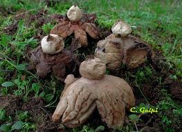 Attēlu rezultāti vaicājumam “Geastrum rufescens”