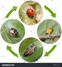 Attēlu rezultāti vaicājumam “Adalia bipunctata”