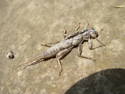 Attēlu rezultāti vaicājumam “Plecoptera”