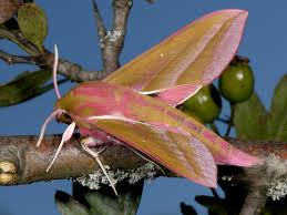 Attēlu rezultāti vaicājumam “Deilephila elpenor imago”