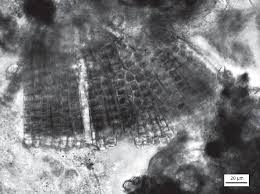 Attēlu rezultāti vaicājumam “Hildenbrandia rivularis”