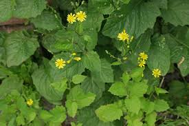 Attēlu rezultāti vaicājumam “Lapsana communis flower”