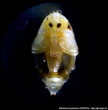 Attēlu rezultāti vaicājumam “Anthonomus pomorum”