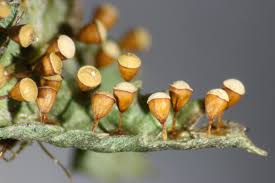 Attēlu rezultāti vaicājumam “Craterium minutum spores”