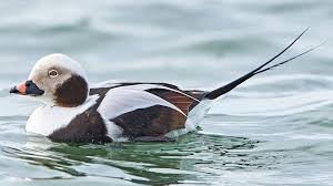 Attēlu rezultāti vaicājumam “Clangula hyemalis”