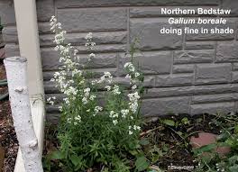 Attēlu rezultāti vaicājumam “Galium boreale fruit”
