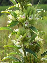 Attēlu rezultāti vaicājumam “Lophozia capitata”