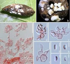 Attēlu rezultāti vaicājumam “Cordyceps polyarthra”
