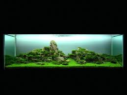 Znalezione obrazy dla zapytania takashi amano%