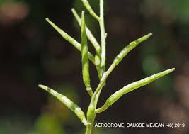 Attēlu rezultāti vaicājumam “Sinapis arvensis fruit”