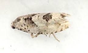 Attēlu rezultāti vaicājumam “Epinotia bilunana”