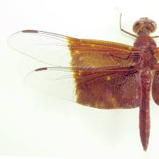 Attēlu rezultāti vaicājumam “Langermania gigantea”