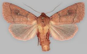 Attēlu rezultāti vaicājumam “Mythimna turca”