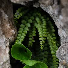 Attēlu rezultāti vaicājumam “Asplenium viride”