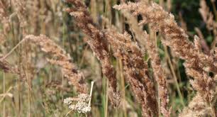 Attēlu rezultāti vaicājumam “Calamagrostis canescens”