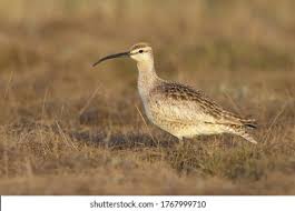 Image result for Numenius hudsonicus