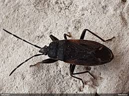 Attēlu rezultāti vaicājumam “Eremocoris plebejus”