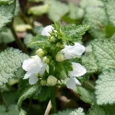 Attēlu rezultāti vaicājumam “Lamium”