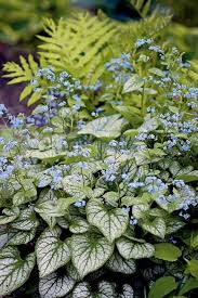 Image result for Brunnera `Jack Frost`