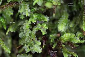 Attēlu rezultāti vaicājumam “Lophocolea coadunata”