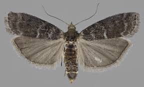 Attēlu rezultāti vaicājumam “Ortholepis betulae”