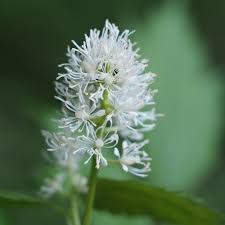 Attēlu rezultāti vaicājumam “Actaea spicata leaf”