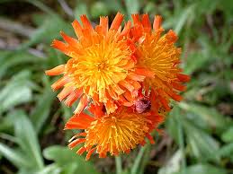 Image result for Hieracium aurantiacum
