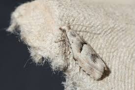 Attēlu rezultāti vaicājumam “Epinotia bilunana”