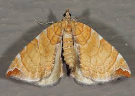 Attēlu rezultāti vaicājumam “Eulithis sp.”