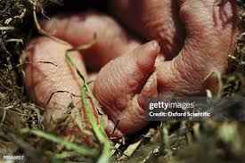 Attēlu rezultāti vaicājumam “Talpa europaea”