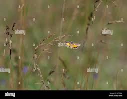 Attēlu rezultāti vaicājumam “Cryptocala chardinyi”