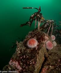 Image result for Haslemere Sub Aqua Club