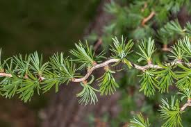 Attēlu rezultāti vaicājumam “Larix kaempferi leaf”