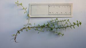 Attēlu rezultāti vaicājumam “Licea minima macro”