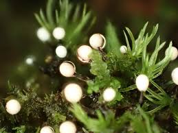 Attēlu rezultāti vaicājumam “Lamproderma debile sessile”