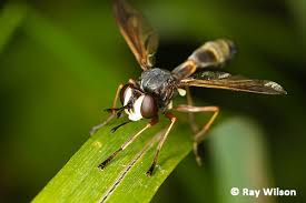 Attēlu rezultāti vaicājumam “Conopidae”
