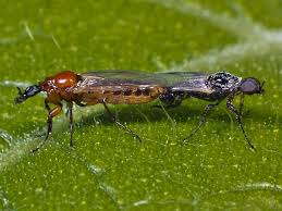 Attēlu rezultāti vaicājumam “Bibionidae female”