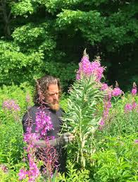 Attēlu rezultāti vaicājumam “Epilobium angustifolium flower”