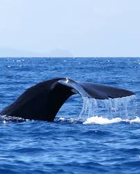 Image result for Physeter macrocephalus