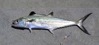 Image result for Scomberomorus maculatus