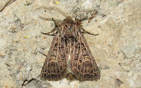 Attēlu rezultāti vaicājumam “Tholera decimalis female”