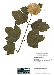 Attēlu rezultāti vaicājumam “Viburnum opulus”