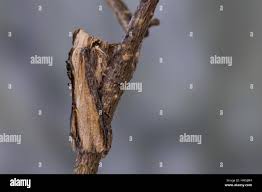Attēlu rezultāti vaicājumam “Shargacucullia scrophulariae”